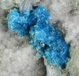 Vibrant Blue Cavansite Cluster on Stilbite - India #67797-1